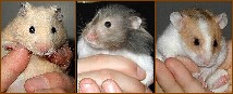 Squall, Thunder, & Dudley