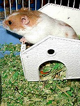 Dudley is his house